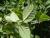 Img.VTax1697.Ex2.Img1