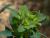 Img.VTax1738.Ex1.Img1