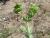Img.VTax1747.Ex1.Img5