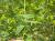 Img.VTax1752.Ex1.Img1