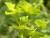 Img.VTax1752.Ex1.Img2