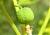 Img.VTax1752.Ex1.Img3