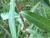 Img.VTax1752.Ex2.Img1