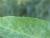 Img.VTax1752.Ex2.Img4