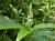 Img.VTax1831.Ex1.Img3