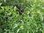 Img.VTax1831.Ex1.Img4