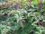 Img.VTax1831.Ex1.Img6