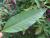 Img.VTax1831.Ex1.Img7
