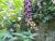 Img.VTax1831.Ex1.Img8