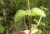 Img.VTax1925.Ex1.Img3