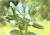 Img.VTax1925.Ex1.Img4