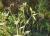 Img.VTax1925.Ex1.Img5