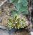 Img.VTax1986.Ex1.Img1
