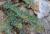 Img.VTax1986.Ex1.Img2