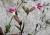 Img.VTax1995.Ex2.Img3
