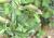Img.VTax2033.Ex1.Img1
