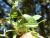 Img.VTax2033.Ex1.Img5