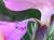 Img.VTax2049.Ex1.Img4