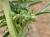 Img.VTax2127.Ex1.Img6