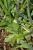 Img.VTax2166.Ex2.Img2