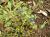 Img.VTax2197.Ex1.Img4