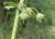 Img.VTax2197.Ex1.Img6