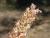 Img.VTax2200.Ex2.Img1