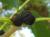 Img.VTax2237.Ex1.Img4