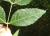Img.VTax2239.Ex1.Img1