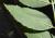 Img.VTax2239.Ex1.Img2
