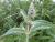 Img.VTax2252.Ex1.Img2