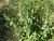 Img.VTax2294.Ex1.Img1