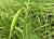 Img.VTax2294.Ex1.Img3