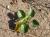 Img.VTax2297.Ex1.Img2