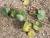 Img.VTax2297.Ex1.Img3