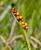 Img.VTax23.Ex1.Img10