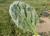 Img.VTax2344.Ex1.Img1
