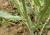 Img.VTax2353.Ex2.Img5