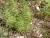 Img.VTax2379.Ex1.Img2