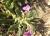 Img.VTax2380.Ex2.Img2