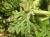 Img.VTax2384.Ex3.Img1