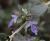 Img.VTax2385.Ex1.Img1