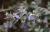 Img.VTax2385.Ex1.Img3