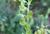 Img.VTax2390.Ex1.Img2