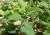 Img.VTax2390.Ex1.Img3