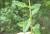 Img.VTax2392.Ex1.Img1