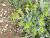 Img.VTax2397.Ex1.Img1