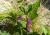 Img.VTax2418.Ex2.Img1