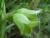 Img.VTax2418.Ex2.Img2