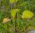 Img.VTax2441.Ex1.Img1